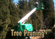 Yards By Us - Tree pruning services