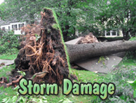 Yards By Us - Storm clearing tree services
